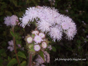 Blue Mist Flower