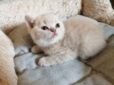 british shorthair kittens in kuwait,Cats For Sale ,Pets in Kuwait City ,Cats in Kuwait City,Cats,Kittens for Sale in Kuwait - السوق المفتوح,Persian Cats,cats for sale in kuwait,kittens for sale in kuwait