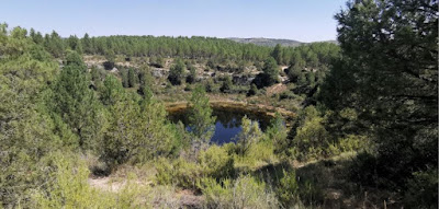 Lagunas de Cañada del Hoyo. Lagunillo del Tejo.