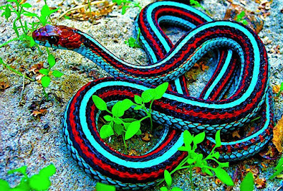 red snake beautiful picture wallpaper image