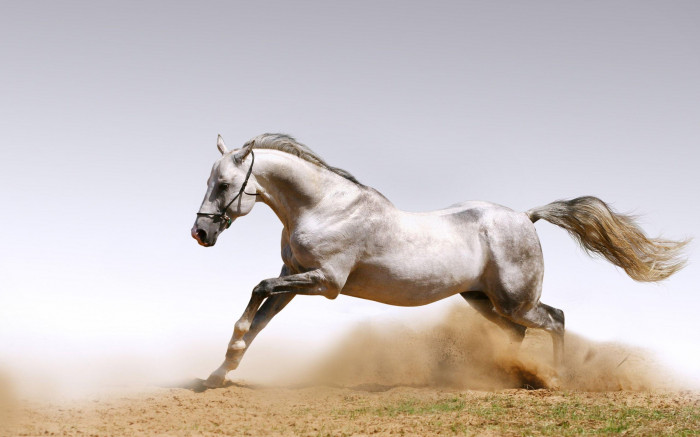 مجموعة مختارة من 10 صور للخيول بجودة HD
