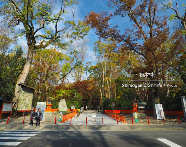 京都 下鴨神社の糺の森
