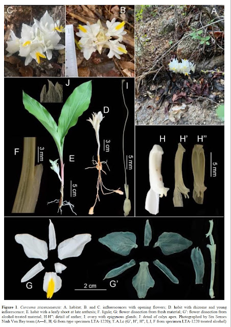 Curcuma sixsensesensis D.D.Nguyen & T.A.Le