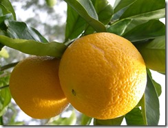 winter oranges