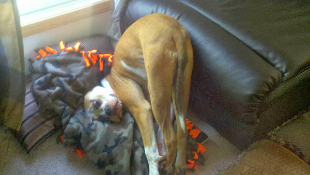 Cute dogs - part 3 (50 pics), dog sits in awkward position