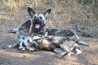 African Wild Dog