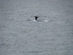 the whale's tail