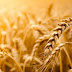  Πολωνία: Απαγορεύτηκαν οι εισαγωγές σιτηρών από την Ουκρανία