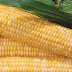 SWEET CORN