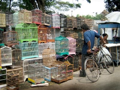 klabjalanjalan Pasar Burung Pramuka