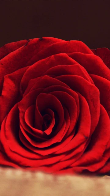 Rose Flower iphone Wallpaper