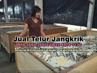 Harga Jual Telur Jangkrik Super Tujuan Magetan Jawa Timur 085656642692