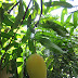 Mango Time in South Florida