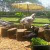 Baby Chicken Dust Bath / What Is A Dust Bath Why Is It Important And How Do I Make One : Often, the hen enjoys herself so much that she rocks or sways back and forth.