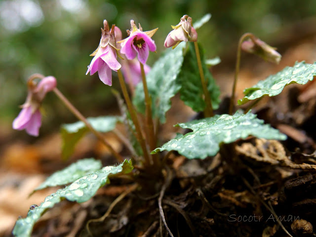 Viola tokubuchiana