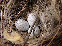 Birds Nests And Eggs