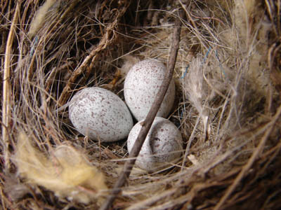 Birds Nests And Eggs