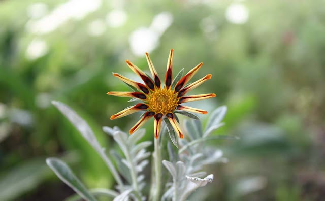 Gazania Flowers Pictures