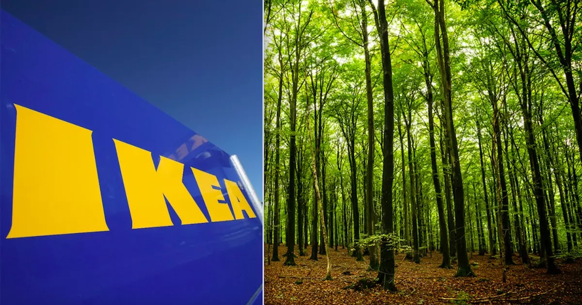 IKEA Buys 11,000 Acres Of Forest In The State Of Georgia And Vows To Protect The 350 Animal Species That Live There