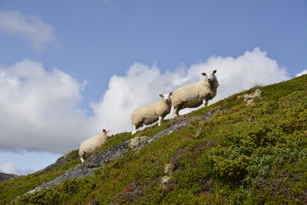 Iungsdalen Inungsdalshytta Tovika