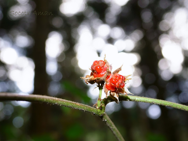 Rubus lambertianus