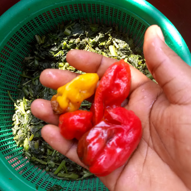 pepper, chilli