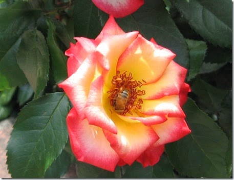 Portland Rose Garden, 2012