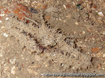 Elbow Crabs (Family Parthenopidae)