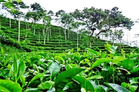 Wisata Kebun Teh Nglinggo Yogyakarta