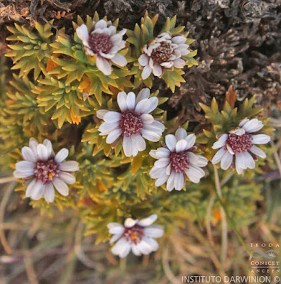 Xenophyllum pseudodigitatum