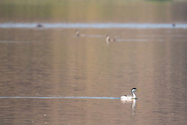 Nature, birds, ducks, bees, bugs, dragonflies, flowers, macro photography, Clark's Grebe, water,