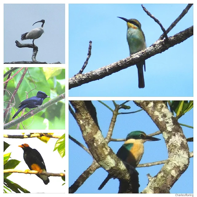 Yellow-faced Myna, Sacred Kingfisher, Australian white Ibis, Rainbow Bee-eater
