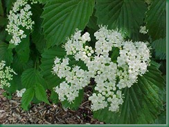 WF-planted 5-10-10 viburnum autumn jazz