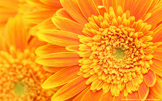 Yellow Flower Wallpaper