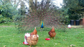 Funny animals of the week - 5 April 2014 (40 pics), peacock tries to seduce hens