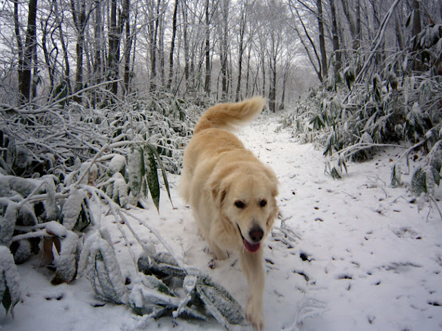 雪山を歩き回る犬