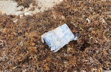 Encuentran cocaína oculta entre sargazo que recala en costas de Tulum y Cozumel