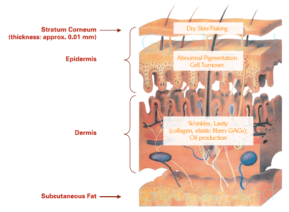 There are three basic layers of skin.