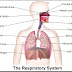 SISTEM PERNAFASAN PADA MANUSIA BESERTA FUNGSINYA