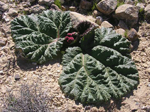 Desert rhubarb