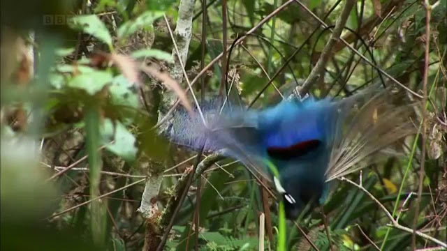 New Guinea Birds Of Paradise