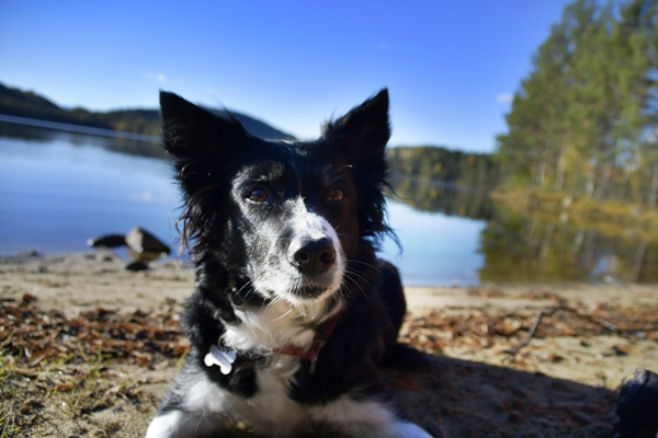 vælsvannet border collie