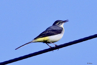 "Gray Wagtail - Motacilla cinerea, winter visitor perched on a cable."