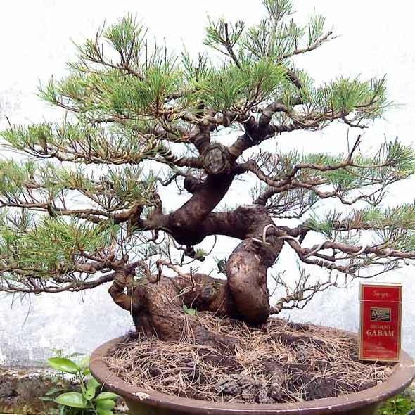 Jenis Jenis Tanaman Bonsai  Yang Unik  Dan Indah 