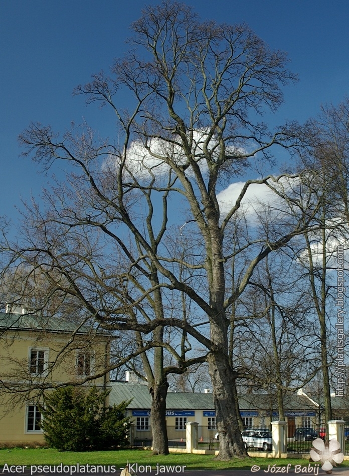 Acer pseudoplatanus - Klon jawor pokrój