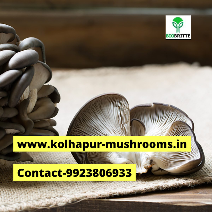 Online mushroom cultivation training | Biobritte mushrooms | Mushroom farming