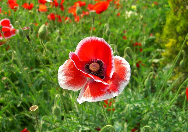 Corn Poppy Flowers Pictures