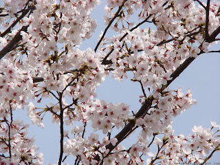 벚꽃(sakura)