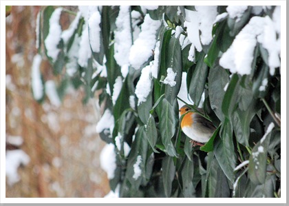DSC_0835_20100108_7747 crop-n-fxd