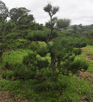 pinus thumbergii kuromatsu pinheiro negro